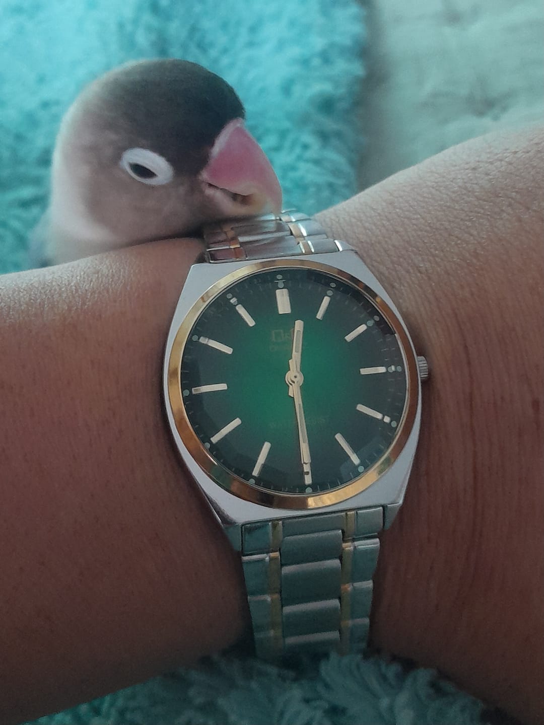 Customer photo review of Reloj Q&Q JDM QB78-422 Cristal Mineral Biselado 36mm