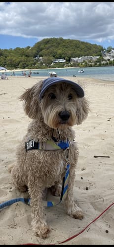 Customer photo review of DOG HATS
