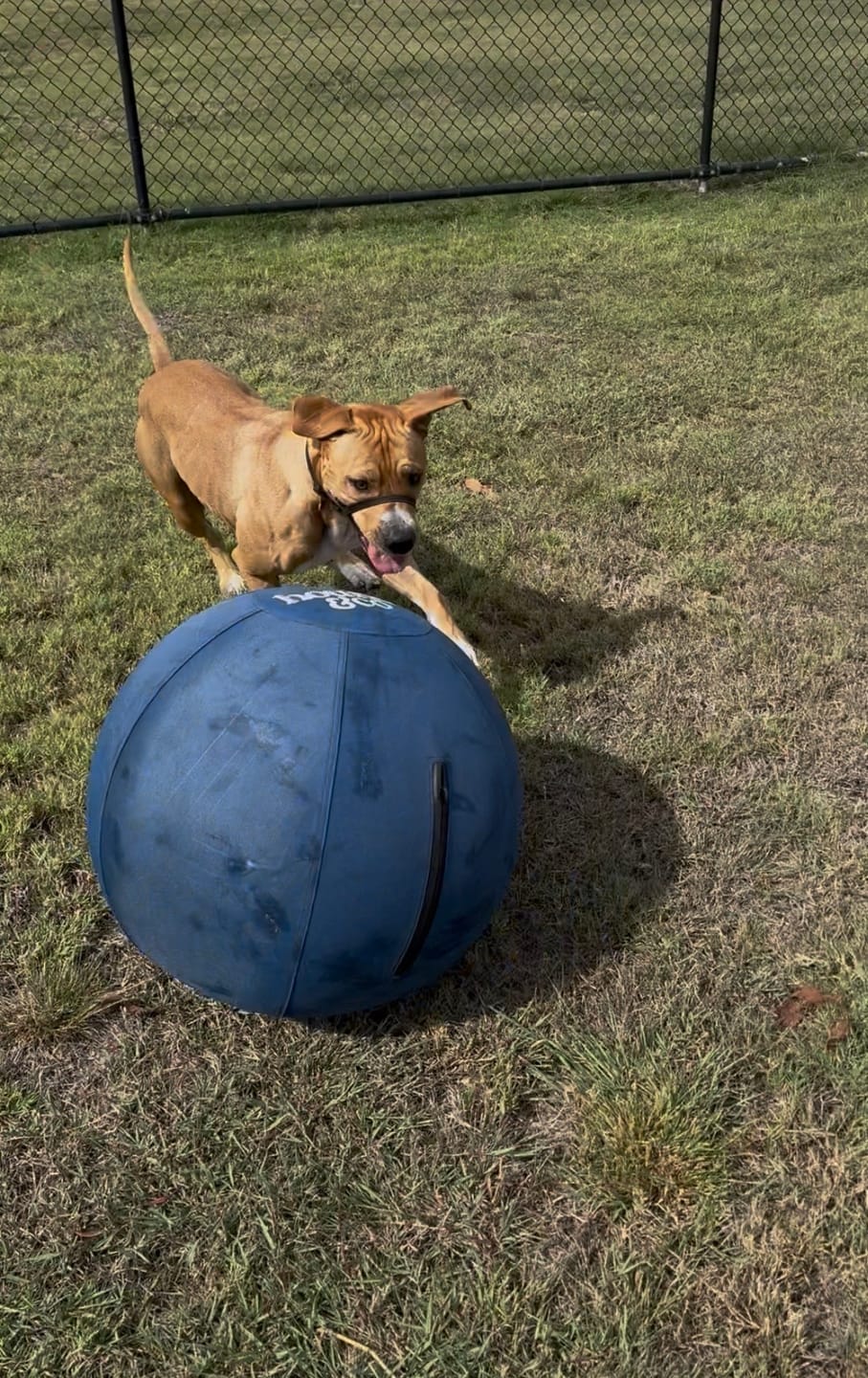 Customer photo review of Herding Ball Covers- Cover + Nylon Bag (Only)