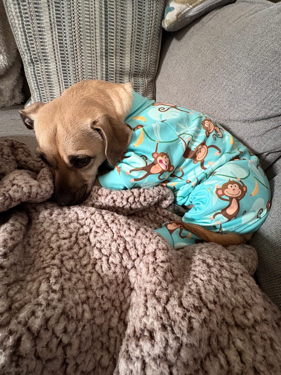 Customer photo review of Dog Pajama Prints