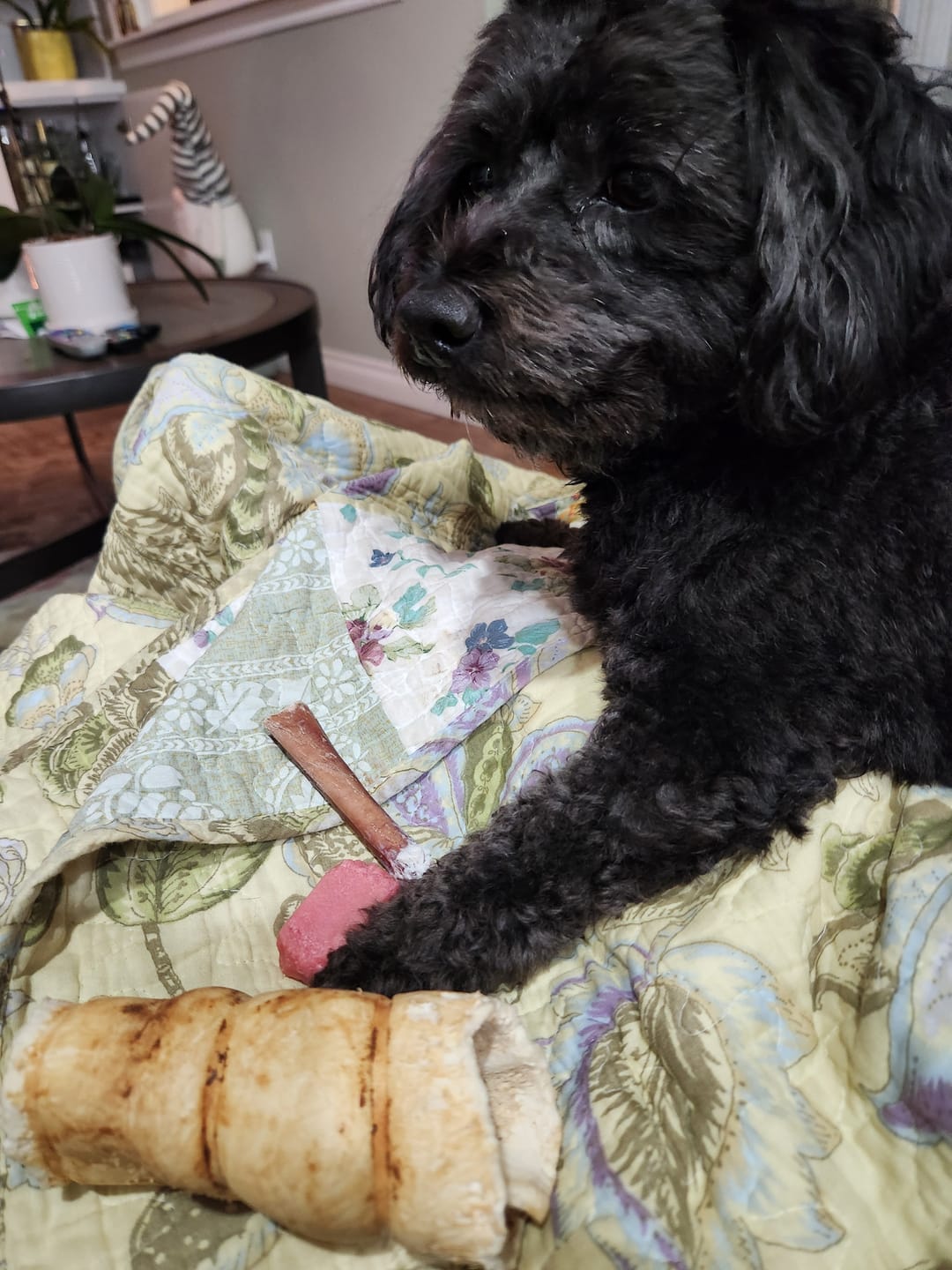 Customer photo review of 6 Inch Jumbo Braided Bully Stick