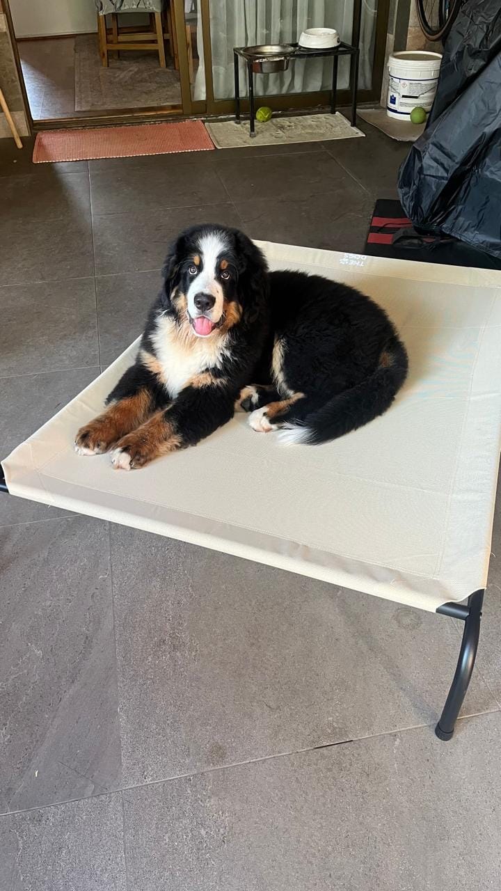 Customer photo review of Cama Elevada THE DOGS: Frescura y Ventilación