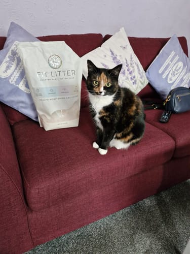 Customer photo review of 1 Month Supply – 1 Cat
