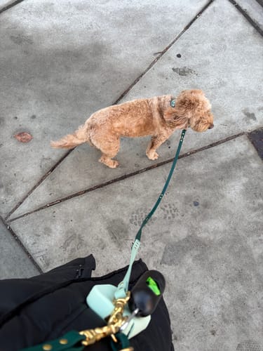 Customer photo review of Hands-Free Leash Adapter
