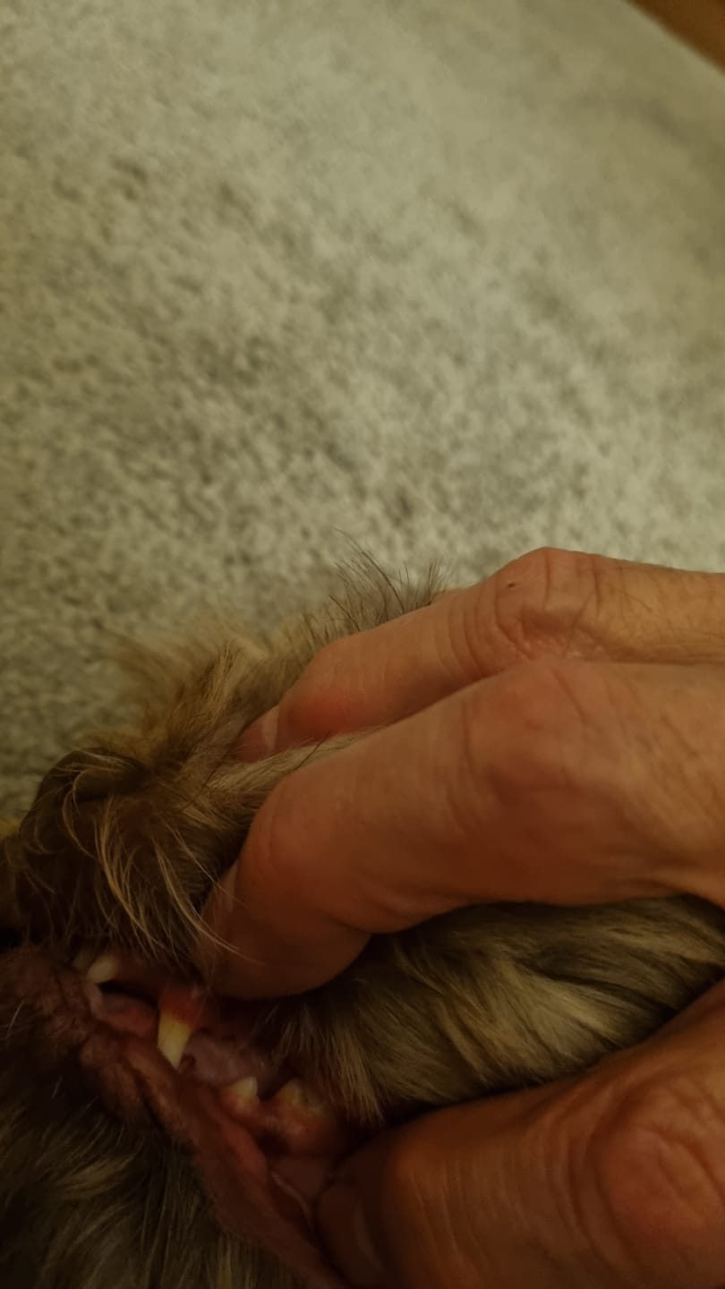 Customer photo review of Beemzy Tandpoeder voor Honden