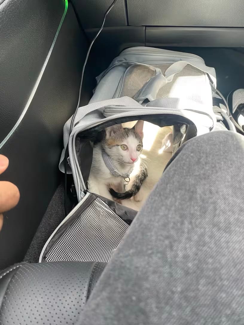 Customer photo review of Soft Cat Carrier Bag