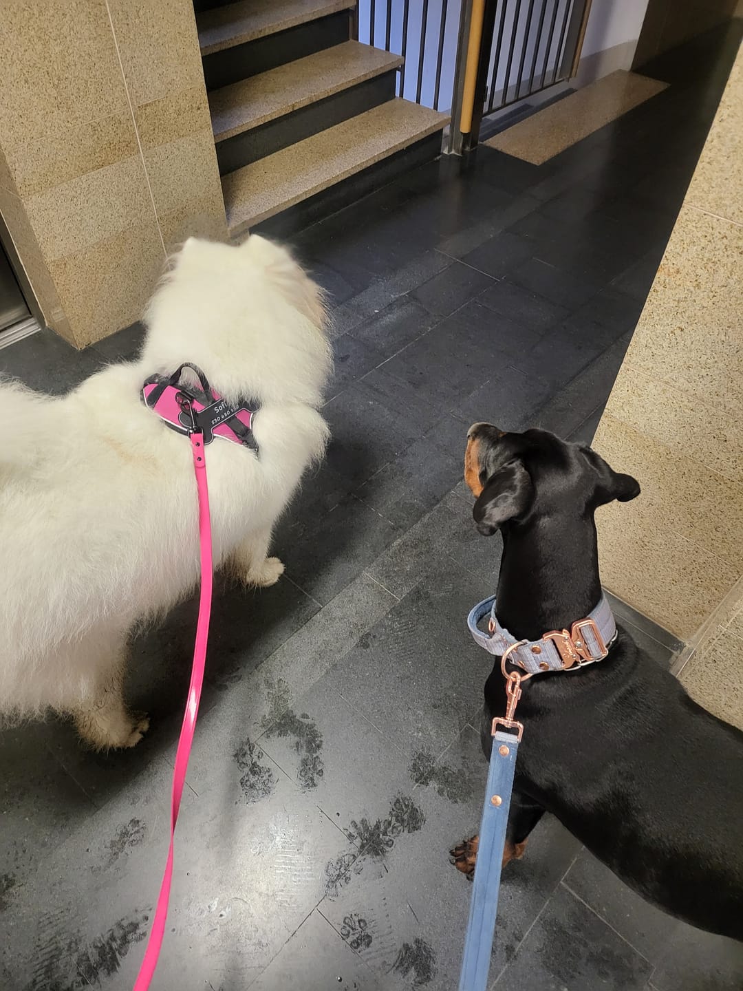 Customer photo review of Smycz z dodatkową rączką - Guard Leash Rose Edition Pastel Blue