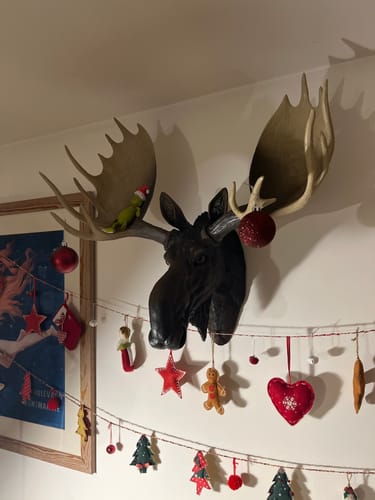 Customer photo review of Wall Mounted Head - Mike The Moose