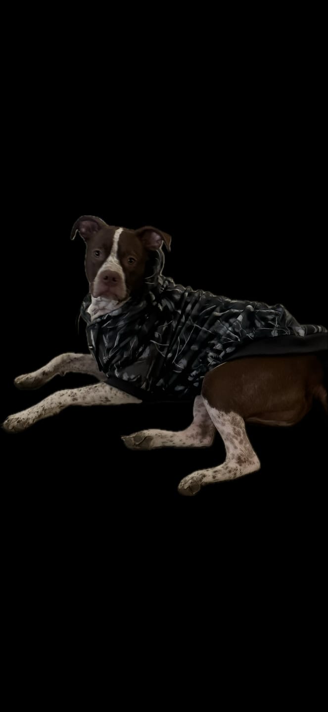 Customer photo review of Concrete Wood Dog Hoodie - Asphalt