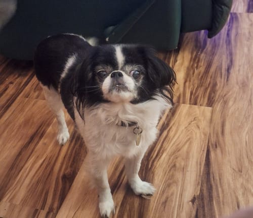 Customer photo review of DE-01 Dental Dogbiotic