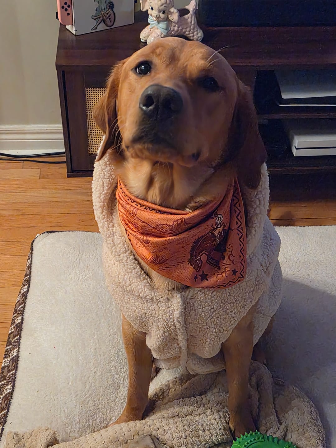 Customer photo review of Teddy Sherpa Dog Jackets