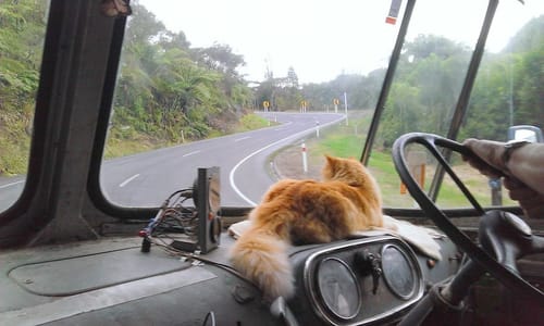 Customer photo review of Fit Litter