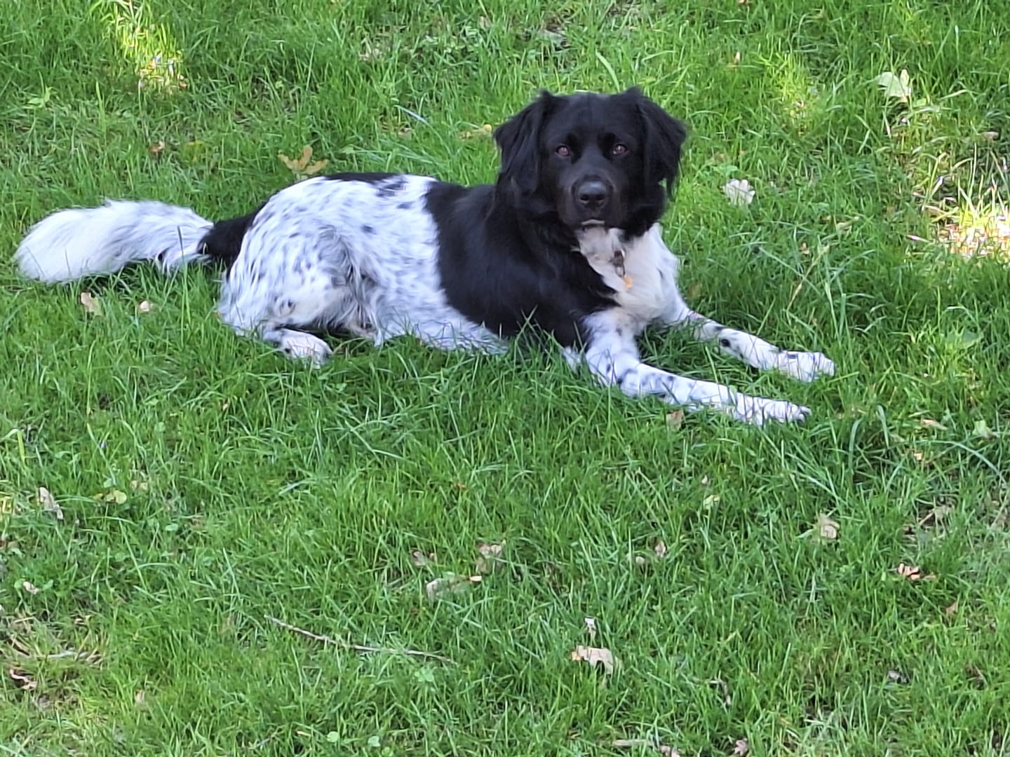 Customer photo review of Beemzy Tandpoeder voor Honden