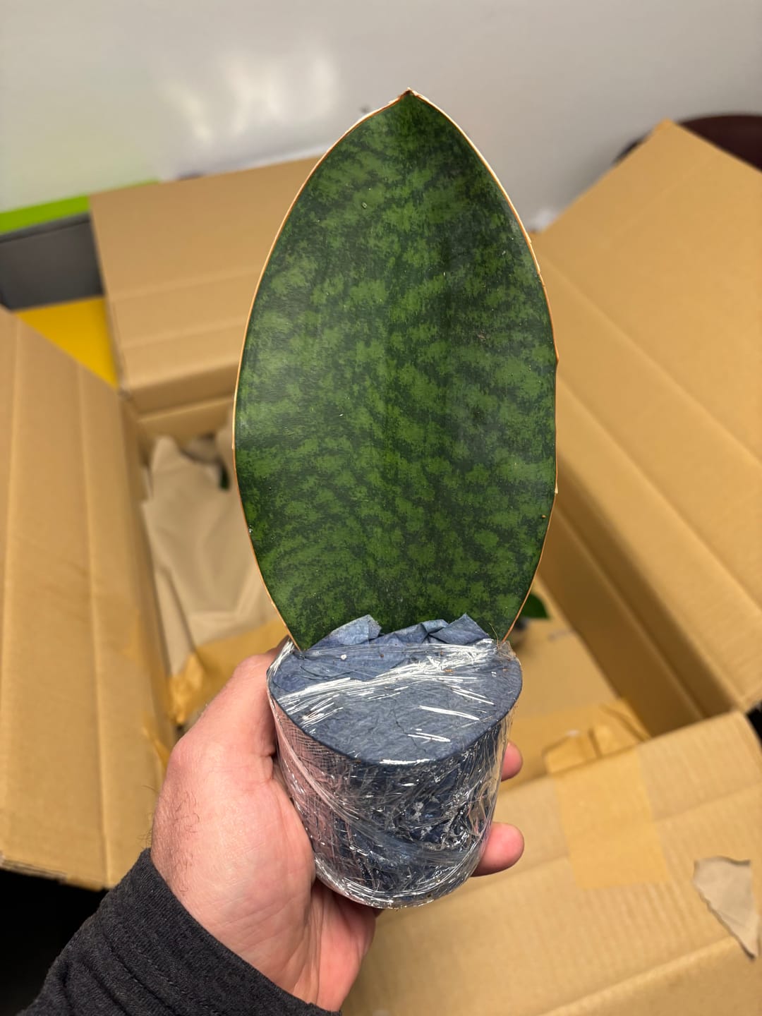 Customer photo review of SANSEVIERIA GRANDIS