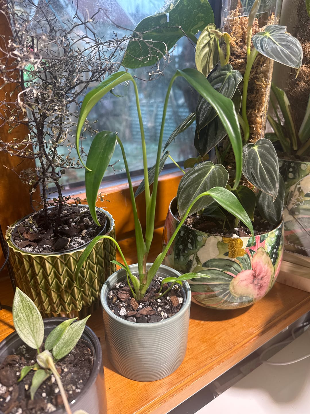 Customer photo review of MONSTERA BURLE MARX FLAME