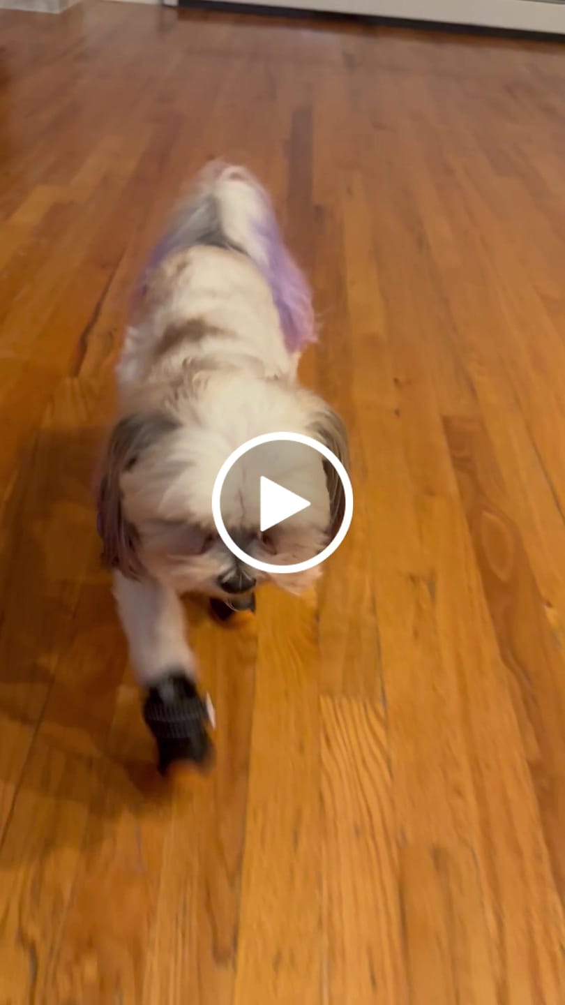 Customer video review of Apollo 1