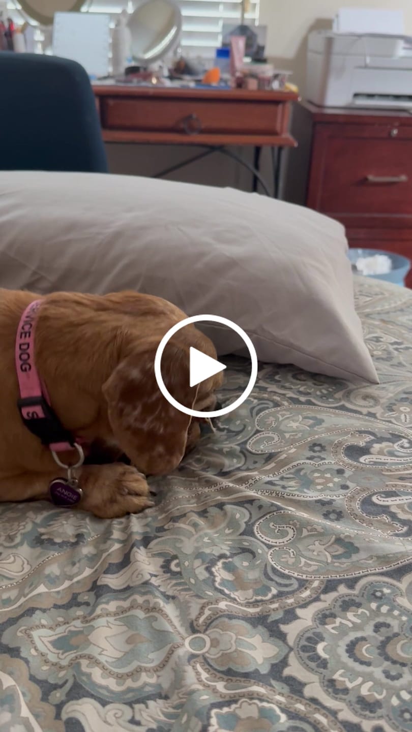 Customer video review of Chewy Ostrich Skin Chew: Satisfying All-Natural Chew for Dental Health & Gentle Digestion - 2 Pieces