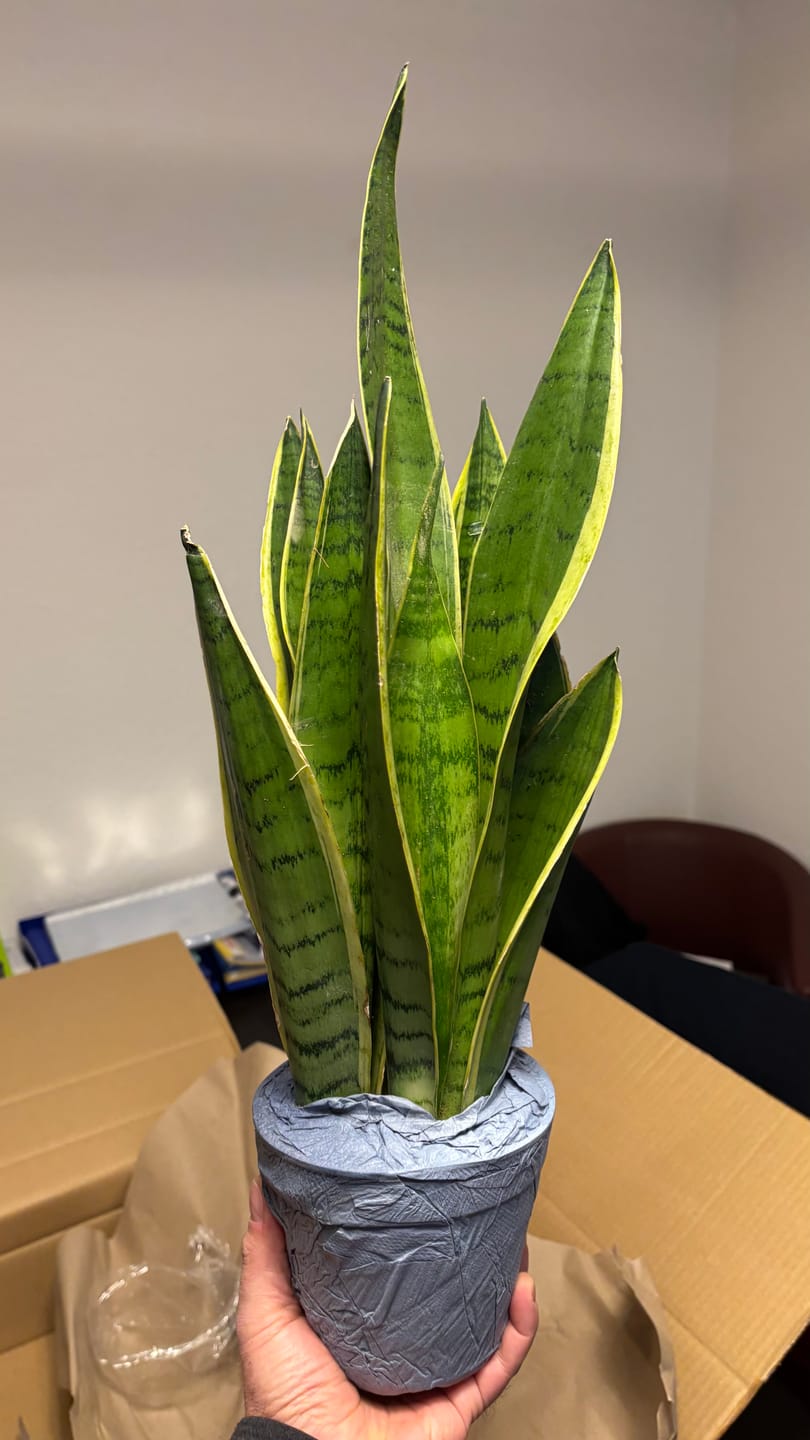 Customer photo review of SANSEVIERIA SNOW WHITE