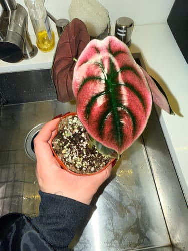 Customer holding a small Alocasia cuprea 'Red Secret', showing its vibrant reddish-pink leaf with green veins.