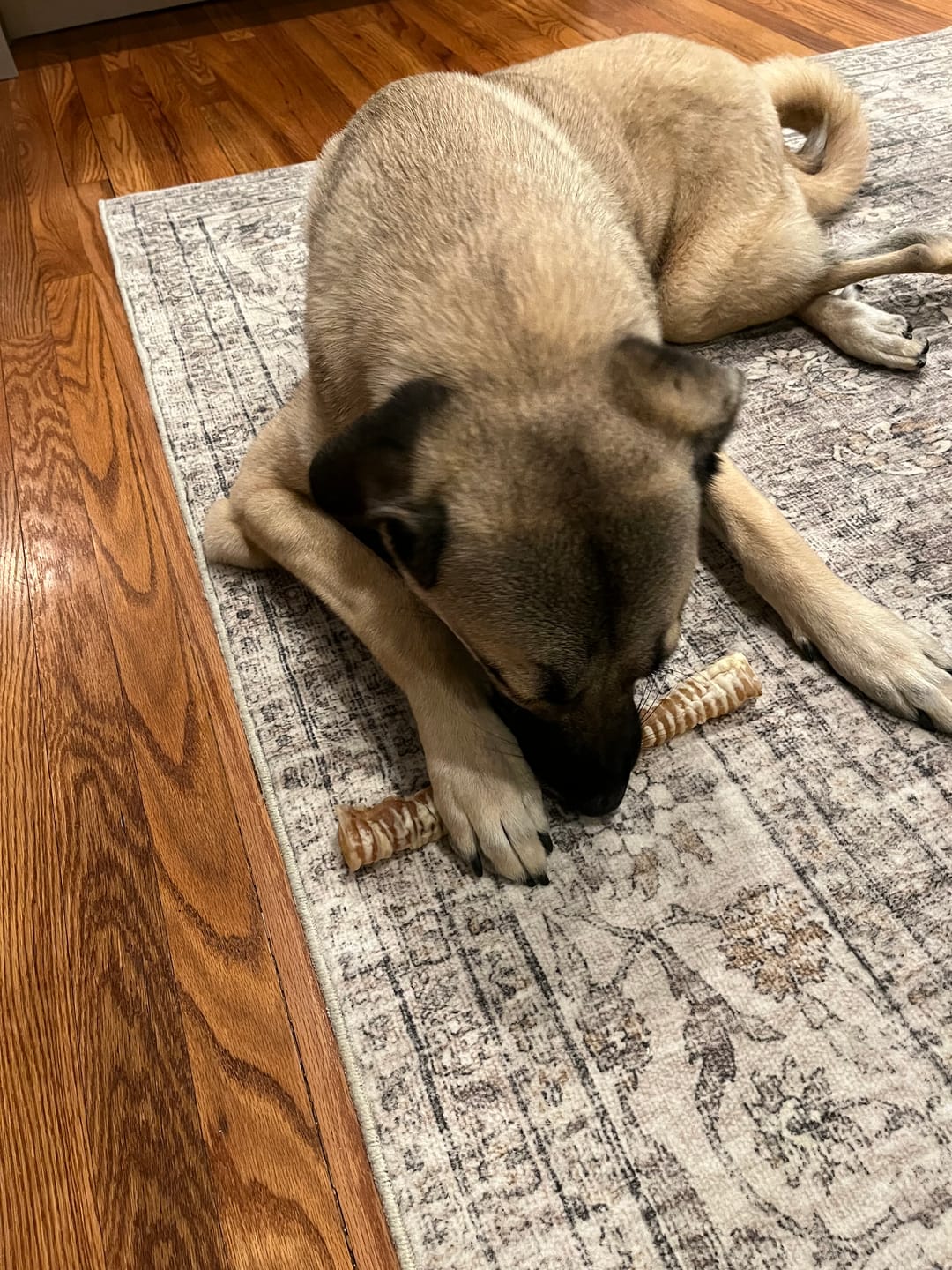 Customer photo review of 12 Inch Beef Trachea