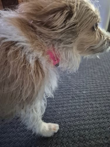 Customer photo review of FluffGuard - 12 Months Bug Free Collar