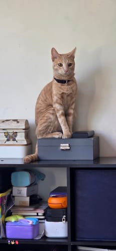 Customer photo review of Collar personalizado para Mascota: Space