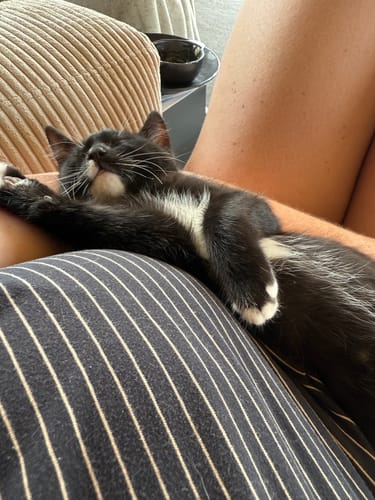 Customer photo review of Fit Litter