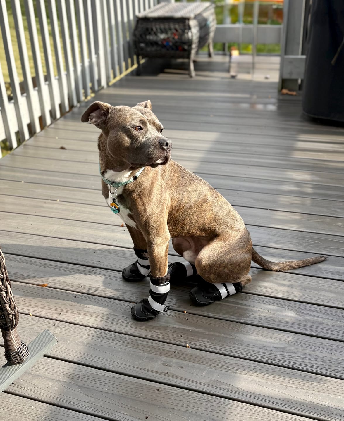 Customer photo review of Flex Shell Waterproof Dog Boots - Black