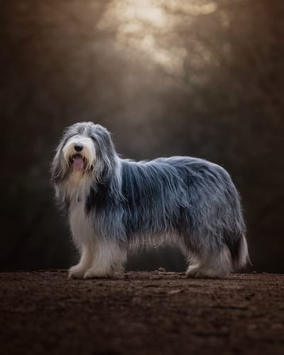 Reviewer's stunning portrait of a gray and white Bearded Collie, edited with Fur Babies Photoshop Actions.