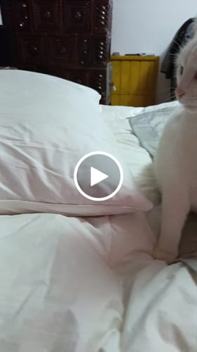 Customer video review of Pernă Plume Puf