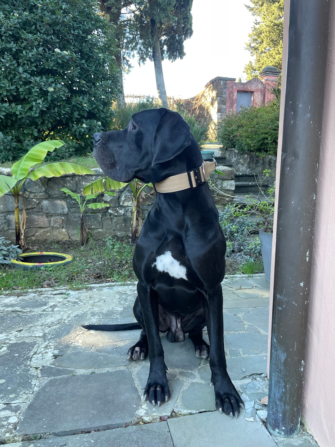 Customer photo review of 5cm Combat® Collar | With Handle & Secure Clip - Tan