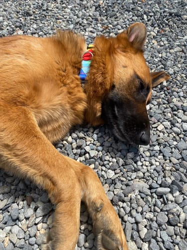 Customer photo review of Collar Arcoíris