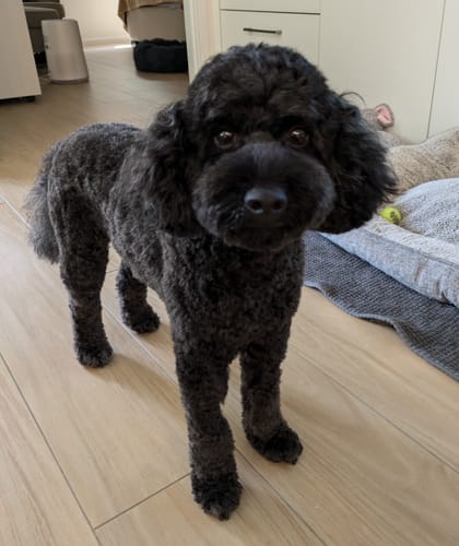 Customer photo review of DoggieBalm Natural Manuka & Hemp Shampoo and Conditioner