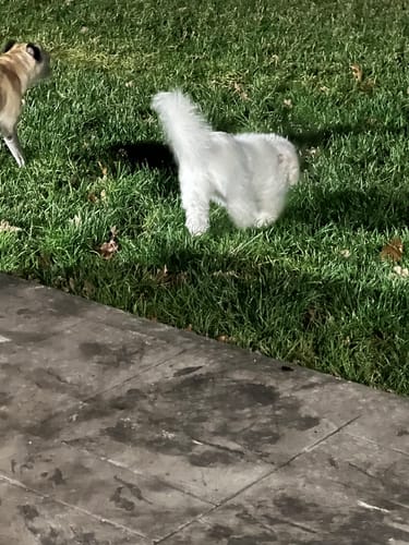 Customer photo review of Belleek Classic Not a Creature Stirring Ornament