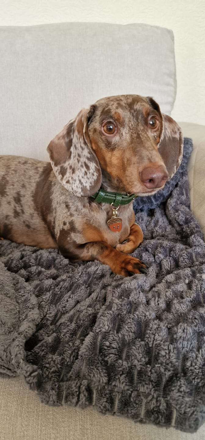 Customer photo review of Olive Dog Collar