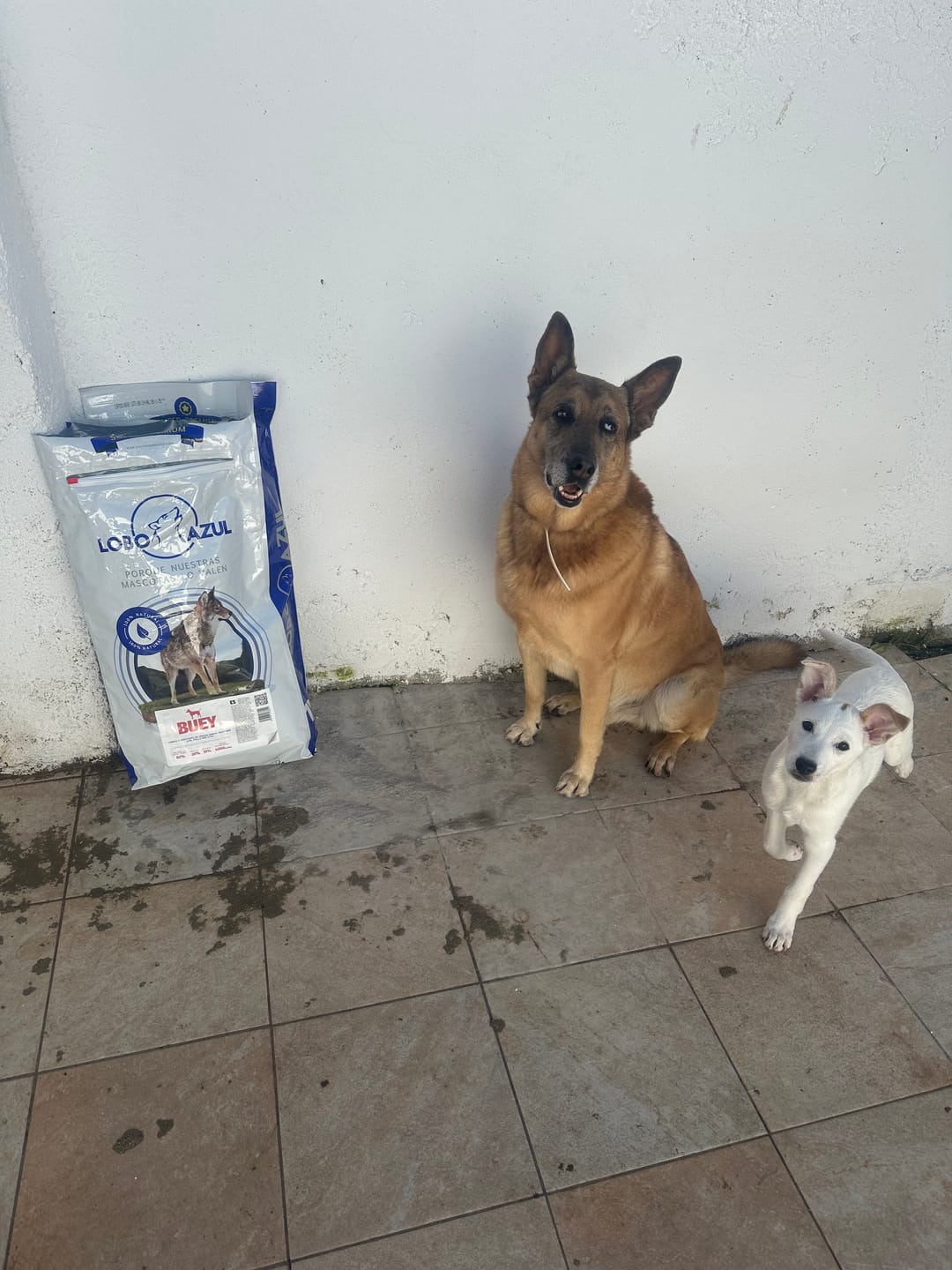 Customer photo review of Puppy