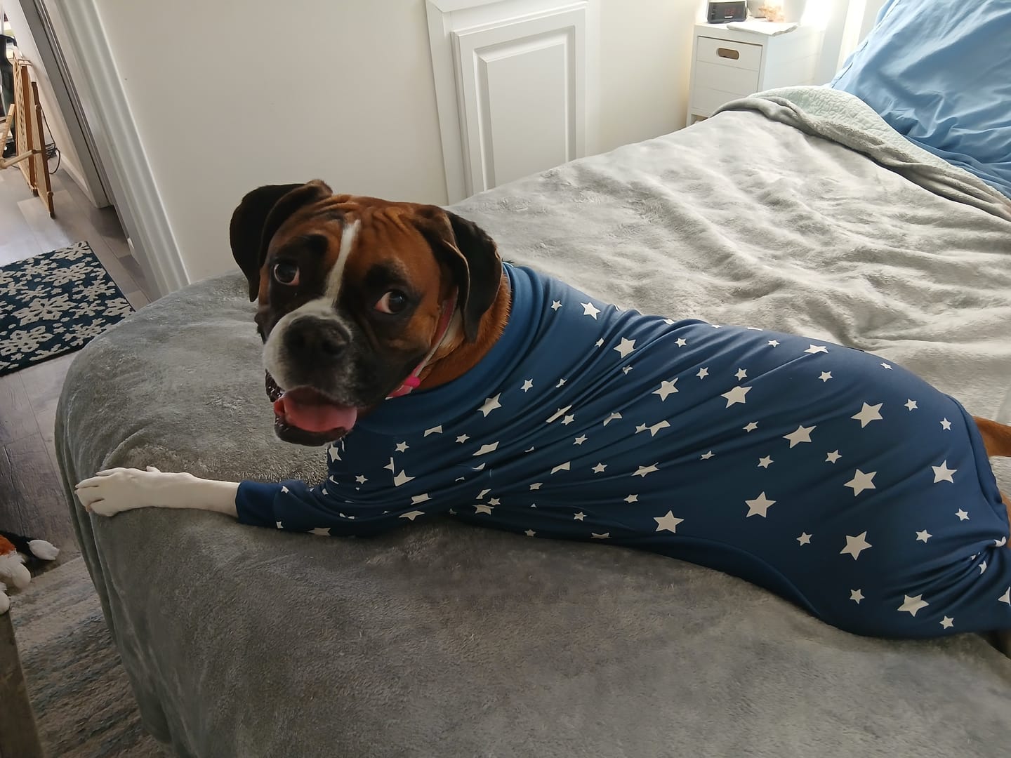 Customer photo review of Dog Pajama - Stars