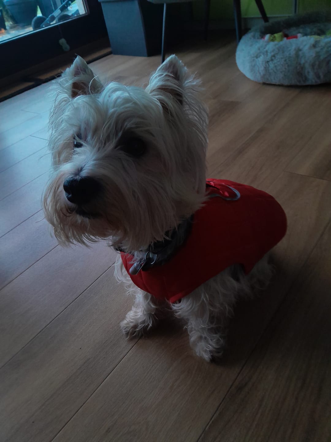 Customer photo review of Emmalove - Wasserdichte Hundeweste