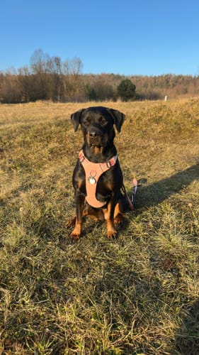 Customer photo review of Air Harness | Anti-Pull & With Handle - Pink