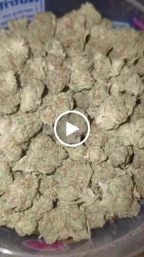 Customer video review of Kief Catcher - Greenhouse THCA (Smalls)