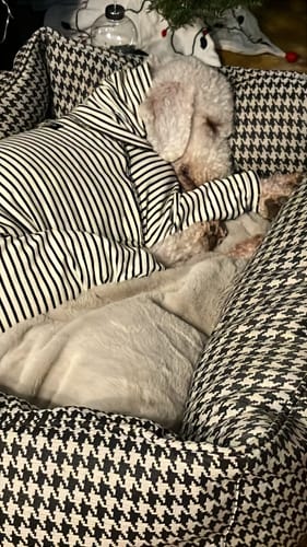 Customer photo review of Elegant Whippet Pajamas
