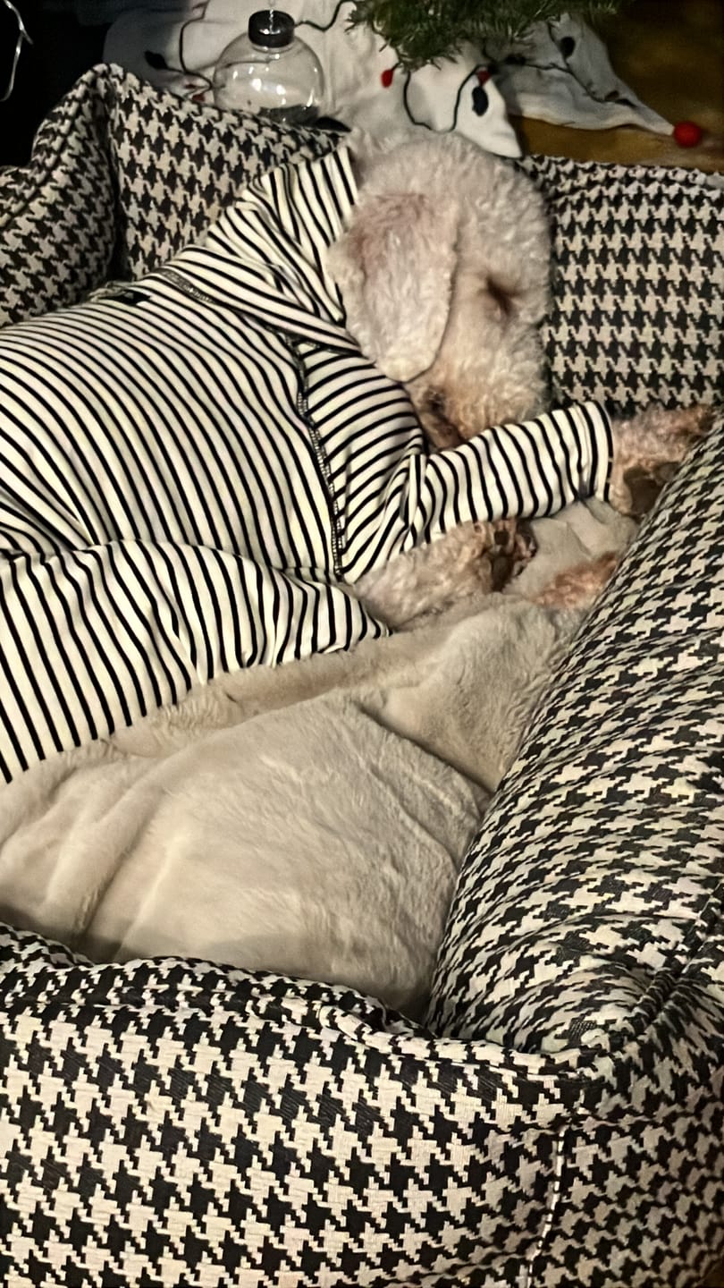 Customer photo review of Elegant Whippet Pajamas