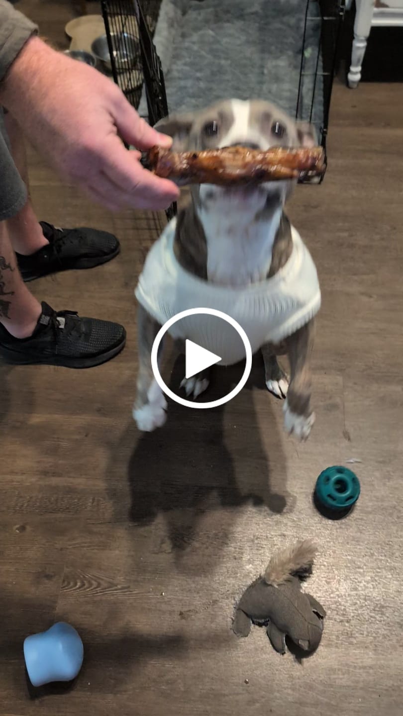 Customer video review of Ostrich Foot Bone (7" x 3.5"): The Flavorful & Long-Lasting Chew for Medium to Large Dogs