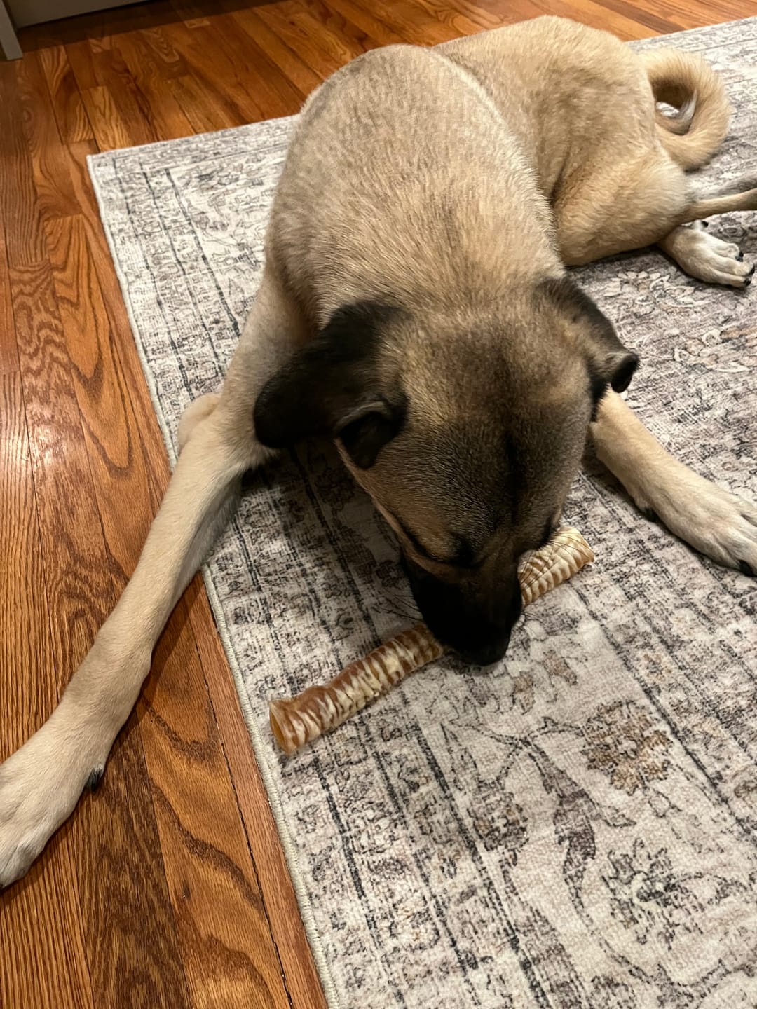 Customer photo review of 12 Inch Beef Trachea
