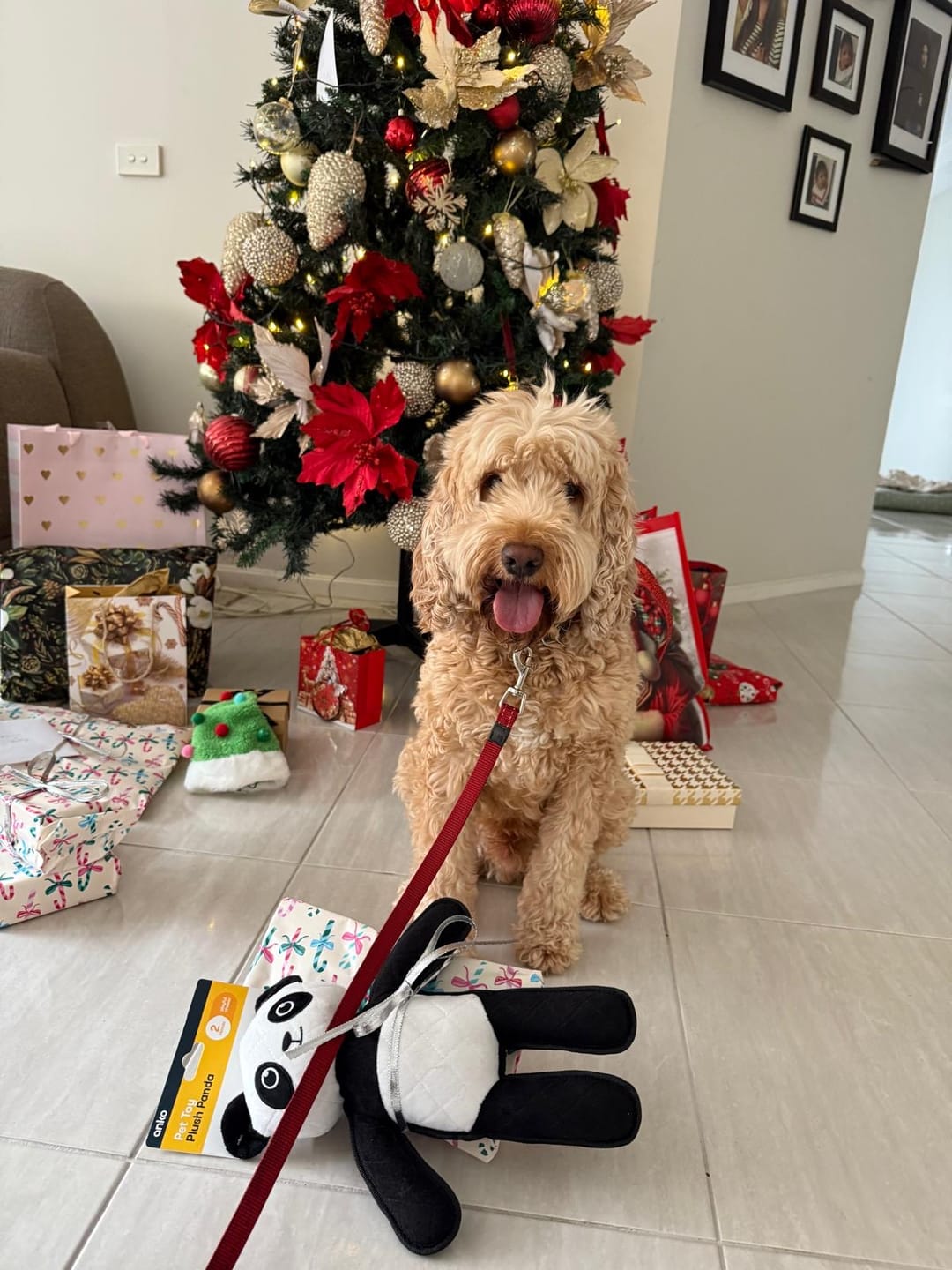 Customer photo review of Personalised Leather Dog Collars and Leash Set