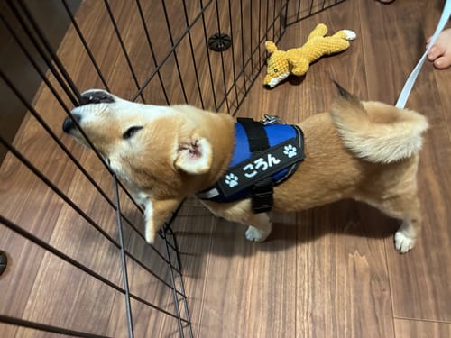 Customer photo review of FunFunPet 高機能ハーネス（お名前タグ作成サービス付き）