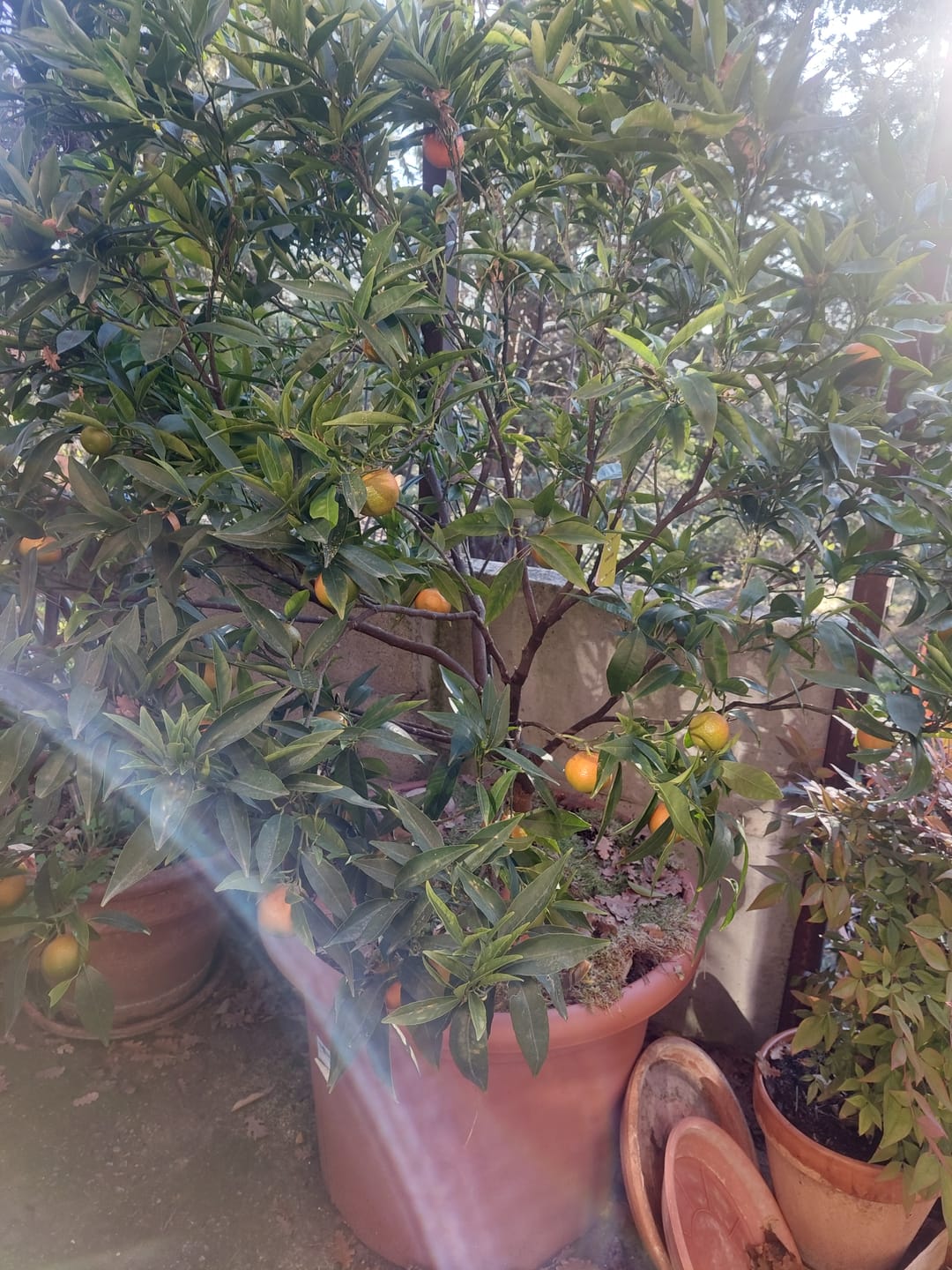 Customer photo review of Ficus Mix