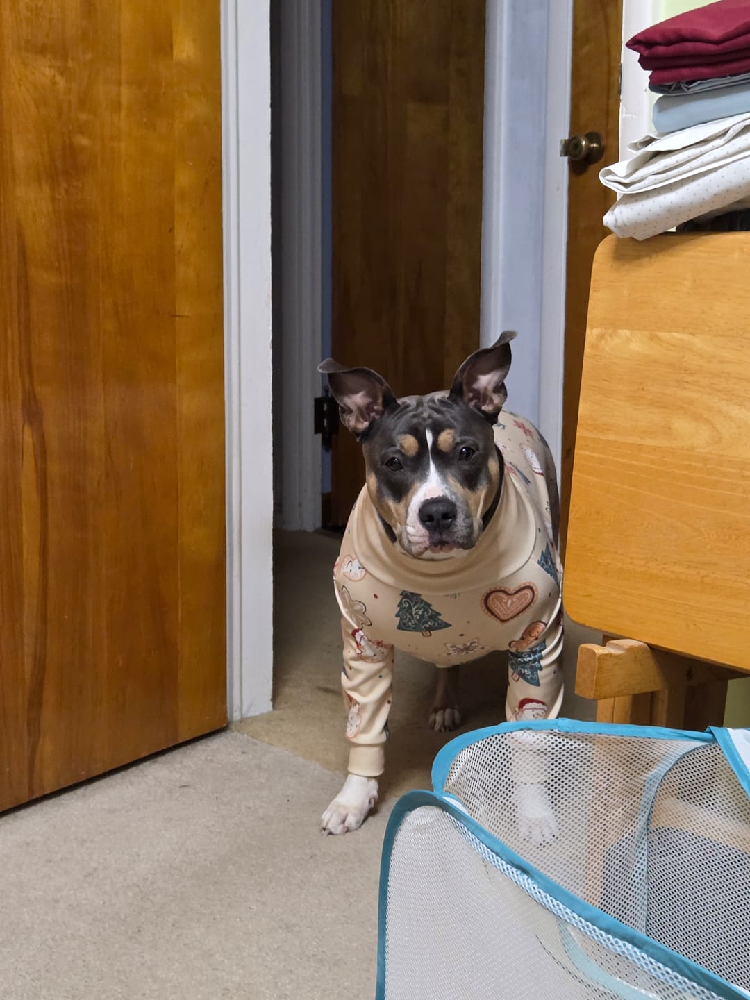 Customer photo review of Dog Christmas Pajama - Frosty Night