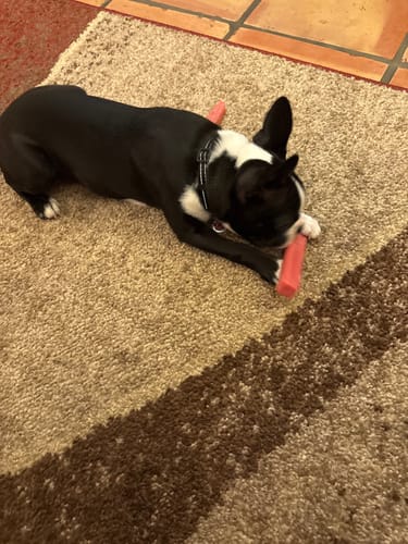 Customer's puppy lying on a rug while chewing on a pink Strawberry Yak Chew.