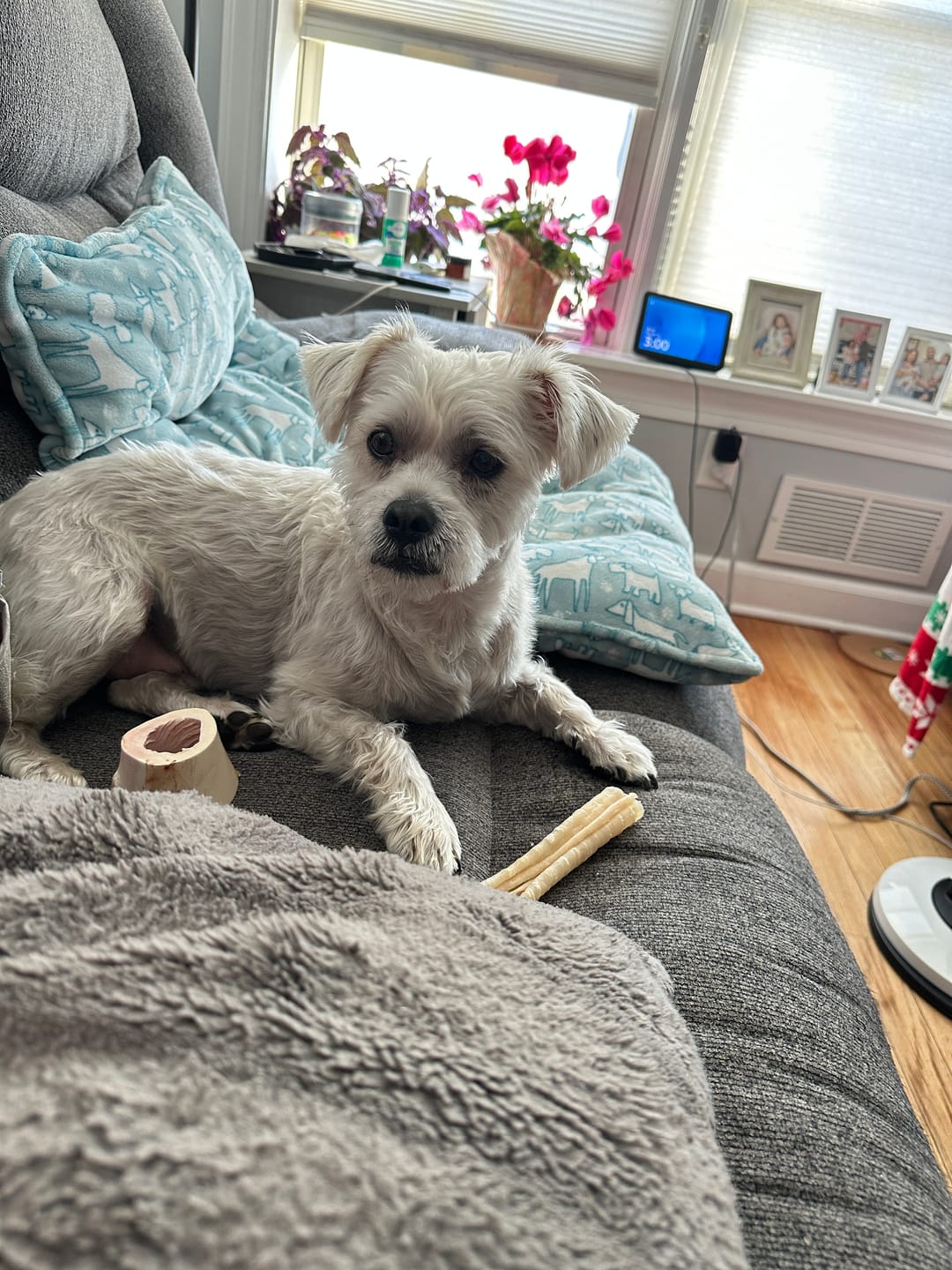 Customer photo review of 6 Inch Beef Trachea